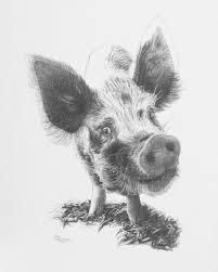 Pig Pencil Drawing Pig Print Pig Art