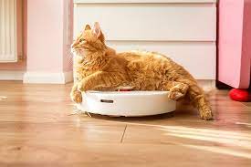 cats on roombas a strange relationship