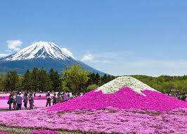 5 gorgeous mount fuji and flowers