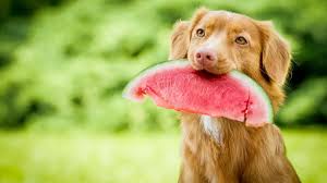 frutas que um cachorro pode ou não