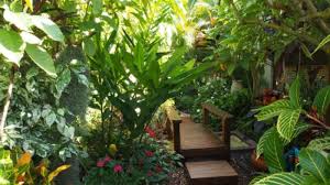 How To Grow Tropical Plants