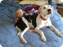 Dogo argentino puppies and dogs. Kimberton Pa American Staffordshire Terrier Meet Cowboy A Pet For Adoption