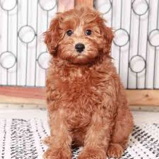copper male poodle puppy in