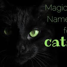 The characteristics of cats can vary a lot, not only from breed to breed but also from. 155 Magical Names For Cats Pethelpful By Fellow Animal Lovers And Experts