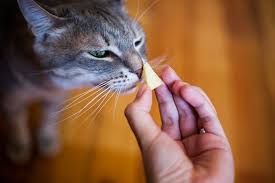 Spinach is packed with vitamins and minerals. Can Cats Eat Cheese A Guide To What Cats Can Eat