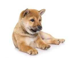 ɕiba inɯ) is a breed of hunting dog from japan. Shiba Inu Charakter Haltung Zucht Pflege Zooplus