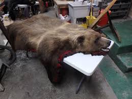 grizzly rug alaska precision taxidermy