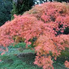 Buy Waterfall Japanese Maple Acer