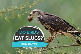 do birds eat slugs which birds eat