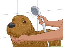 how to nurse a dog through parvo with
