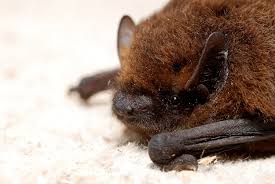 rabid bats discovered in castle rock