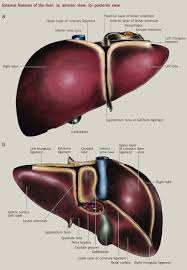 You're welcome to browse our website for additional information on this particular topic. Anatomy Of The Liver Surgery Oxford International Edition