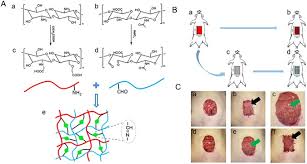 Serum hyaluronic acid (sha) is studied as a noninvasive marker of liver fibrosis (f) in chronic b and c viral hepatitis in general population but less results: Injectable In Situ Cross Linking Chitosan Hyaluronic Acid Based Hydrogels For Abdominal Tissue Regeneration Scientific Reports
