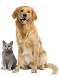Operating over 130 stores across the country, pet supermarket offers products for cats. Pet Food Supply Store Hendersonville Tn Ma Paws Pet Supplies