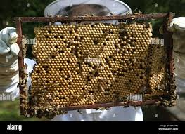 beekeepers remove the drone brood