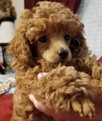 teacup toy purebred poodle sires for