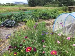 raised beds for vegetable gardening