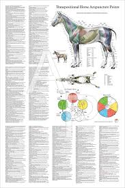 Horse Equine Acupuncture Point Location Poster
