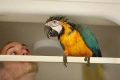 should-i-dry-my-bird-after-a-bath