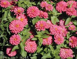 These annuals are called bedding plants because homeowners and businesses use them to create instant planting beds packed with colorful flowers. Flowering Annuals Characteristics And Culture Mu Extension