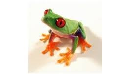 Looking to purchase one of the best 'first pet frogs' out there? Red Eye Tree Frog Agalychnis Callidryas Captive Bred Josh S Frogs