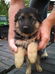 All import german bloodlineswe are michael and jeannette kempkes from germany internationally recognized award winning german shepherd breeders and german shepherd training experts. Unregistered Purebred German Shepherd Puppies For Sale For Sale In Aldrich Minnesota Classified Americanlisted Com