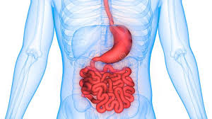 Human Body Organs Digestive System Stomach With Large