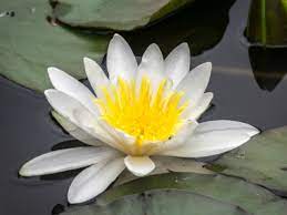 white water lily pictures flowers