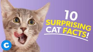 Did you know that originally it was thought that egyptians domesticated the cat? 10 Interesting Facts About Cats Chewy Youtube