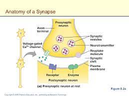 Synapses are essential to neuronal function: Synaptic Transmission And Neural Integration Ppt Video Online Download