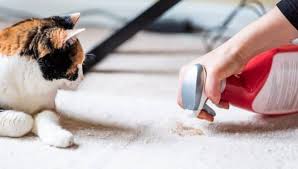 carpet cleaners for pet messes and stains