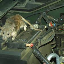 rodents out of your car engine