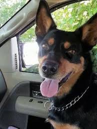Australian Kelpie Dog Breed Information And Pictures