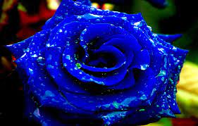 Wallpaper rose, flower, rain, blue, dew ...
