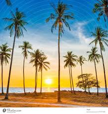 sunset with palm trees on beach a