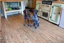 flooring types for dogs floors