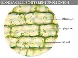 Use them in commercial designs under lifetime, perpetual & worldwide rights. Cells Under A Microscope By Jaimarie Nelson