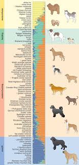 Genetics And The Shape Of Dogs American Scientist