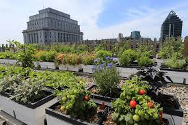 Rooftop Vegetable Gardening The
