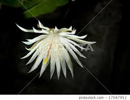 epiphyllum oxypetalum kadupul flower