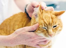 cat ear infections 8 steps for