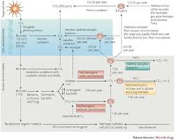 methanogenic archaea ecologically