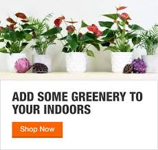 Indoor Plants The Home Depot