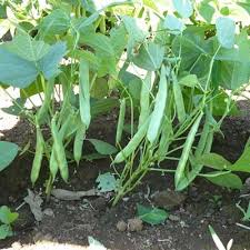 growing green beans how to plant green