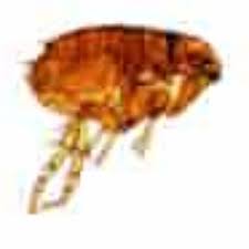 flea overview flea control auckland