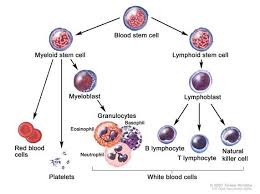 Different Blood And Immune Cell Lineages Including T And B