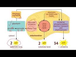 The evolution from anaerobic to aerobic respiration brought great benefits to the evolution of organisms. Ib Biology 8 2 Cell Respiration Youtube