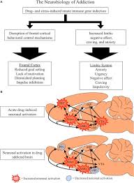 The Neurobiology Of Addiction A Flow Chart Distinguishing