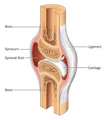 Muscles often attach to two different bones, so that when the muscle flexes. What Is Cartilage