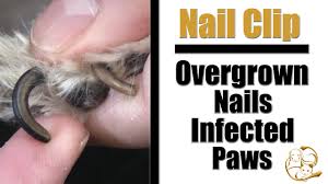 overgrown dog nail clipping infected